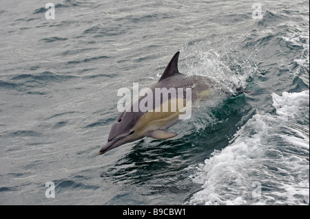 Dauphin commun à bec court Delphinus delphis violer. Le Loch Torridon, en Écosse. Banque D'Images