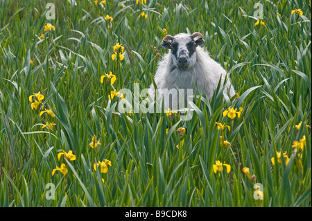 Scottish blackface ewe dans iris chambres sur l'île de Harris, Hébrides extérieures, en Écosse. Banque D'Images