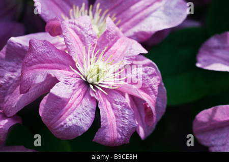 Clematis 'Comtesse de Bouchaud' Banque D'Images