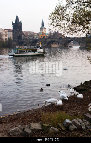 Vue sur le pont Charles et la rivière Vltava avec bateau de tourisme avec des cygnes sur le premier plan. Prague. Banque D'Images