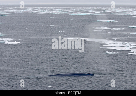 Rorqual bleu Balaenoptera musculus soufflant entre les blocs de glace de l'Arctique. Spitsbergen, Svalbard. Banque D'Images