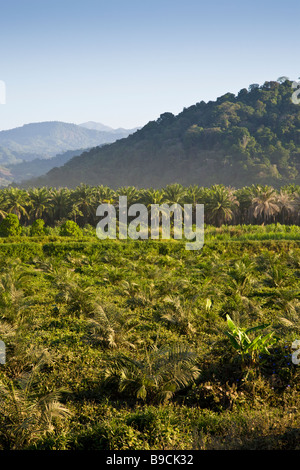 Rangées de palmiers africains (Elaeis guineensis) à une plantation de palmiers à huile ferme au Costa Rica. Banque D'Images