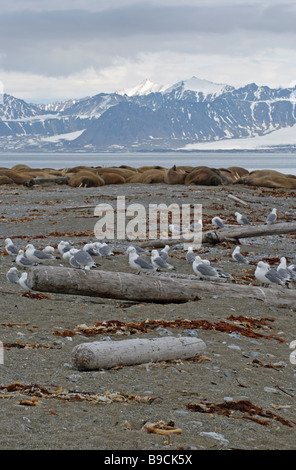 Mouette tridactyle (Rissa tridactyla) et le morse (Odobenus rosmarus reposant à Poolepynten, Prins Karls Forland, Spitzberg. Banque D'Images