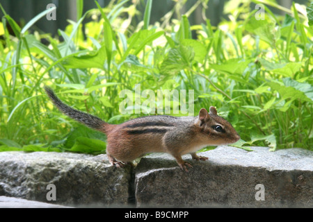 Un chipmunk close up sur fond d'herbe avec Pierre Banque D'Images