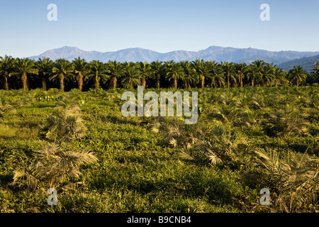 Rangées de palmiers africains (Elaeis guineensis) à une plantation de palmiers à huile ferme au Costa Rica. Banque D'Images