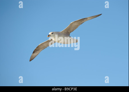 Le fulmar boréal (Fulmarus glacialis) phase bleu adut en vol. Le Spitzberg. De juin. Banque D'Images