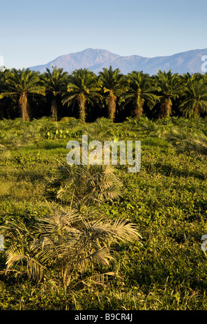 Rangées de palmiers africains (Elaeis guineensis) à une plantation de palmiers à huile ferme au Costa Rica. Banque D'Images