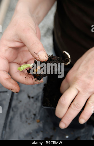 Fève Vicia faba plants nains Sutton être transplantés à partir de pots de cellules Banque D'Images