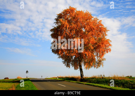 À l'automne et de la rue de la mine Birchtree Banque D'Images