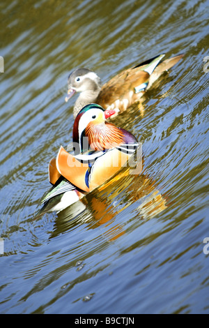 Une paire de canards mandarins sur l'eau Banque D'Images