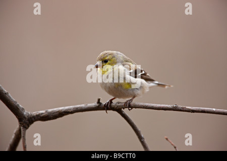 Chardonneret jaune Carduelis tristis tristis femelle en plumage nuptial à mue assis sur petite branche Banque D'Images