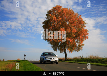 À l'automne et de la rue de la mine Birchtree Banque D'Images