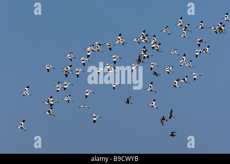 Avocettes en vol Banque D'Images