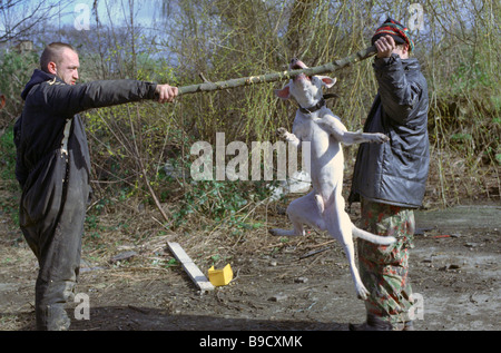 Staffordshire Bull Terrier cross en formation Banque D'Images