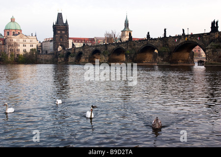 Vue sur le pont Charles avec des cygnes sur le premier plan. Prague.
