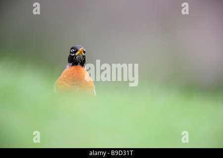 Merle d'Amérique Turdus migratorius migratorius alimentation mâle dans l'herbe avec l'herbe au premier plan et cherry tree in background Banque D'Images