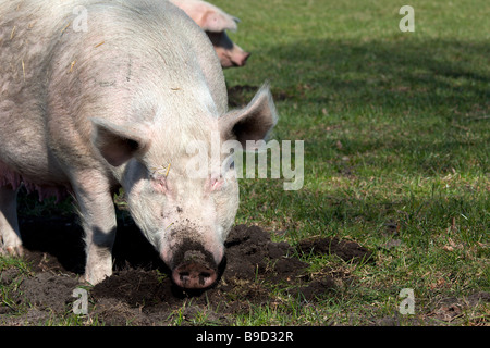 Un cochon s'enracinant dans la terre sur une ferme porcine biologique. Charles Lupica Banque D'Images