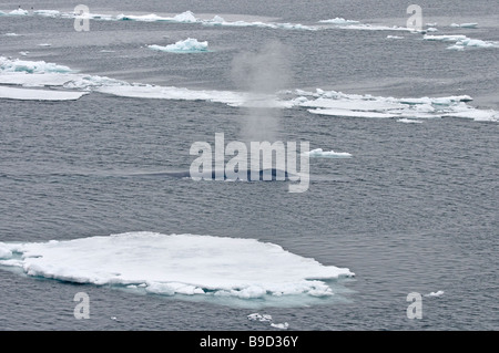 Rorqual bleu Balaenoptera musculus soufflant entre les blocs de glace de l'Arctique. Spitsbergen, Svalbard. Banque D'Images