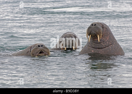 Groupe de morse (Odobenus rosmarus) curieux en mer. Spitsbergen, Svalbard. Banque D'Images