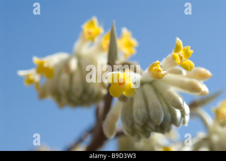 Edgeworthia chrysantha papier (Bush) qui fleurit en mars dans le centre du Japon Banque D'Images