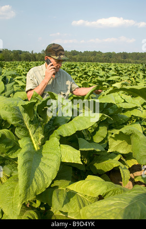 Inspection de l'agriculteur récolte de tabac communiquant sur téléphone cellulaire. Banque D'Images