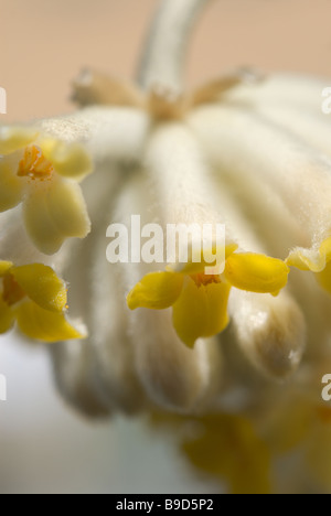 Détail de papier Edgeworthia chrysantha (Bush) qui fleurit en mars dans le centre du Japon Banque D'Images