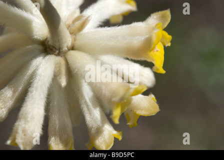 Détail de papier Edgeworthia chrysantha (Bush) qui fleurit en mars dans le centre du Japon Banque D'Images