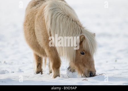 Poney Shetland miniature dans la neige UK Banque D'Images