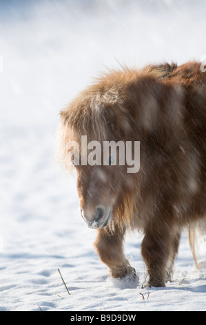 Poney Shetland miniature dans la neige UK Banque D'Images