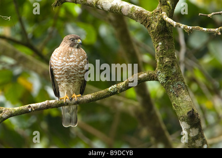 Petite Buse Buteo platypterus Banque D'Images