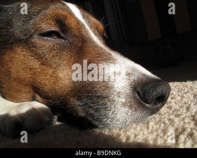 Jack Russell Terrier dormir dans sunshine Banque D'Images