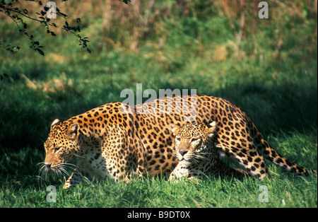Panthera pardus léopard déménagement dans l'herbe haute plus grande des chats tachetés en Afrique les léopards sont des animaux nocturnes qui sont solitaires Banque D'Images