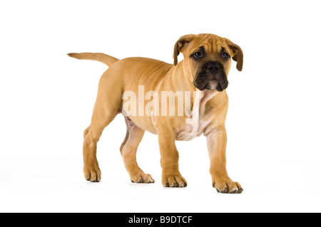 Bull Mastiff puppy isolé sur fond blanc Banque D'Images