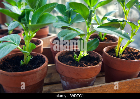 Fève plantes en pots en argile sur un banc à effet Banque D'Images