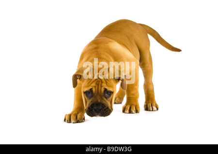 Bull Mastiff puppy isolé sur fond blanc Banque D'Images