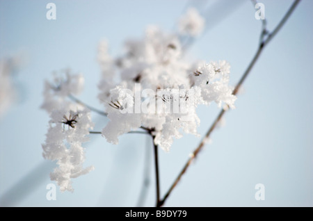 Cow parsley avec le gel contre le ciel bleu Banque D'Images