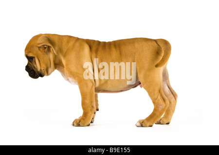 Bull Mastiff puppy isolé sur fond blanc Banque D'Images