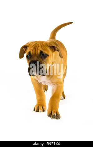 Bull Mastiff puppy isolé sur fond blanc Banque D'Images