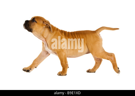 Bull Mastiff puppy isolé sur fond blanc Banque D'Images