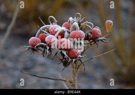 Givre sur l'églantier en hiver Banque D'Images