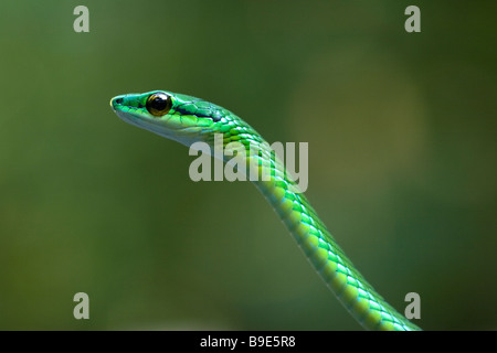 À nez court Serpent de vigne Oxybelis brevirostris Banque D'Images