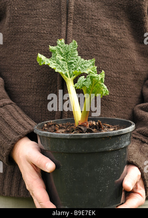 La rhubarbe (Rheum rhaponticum) prêt à être transféré de son pot et plantés dans le potager Banque D'Images