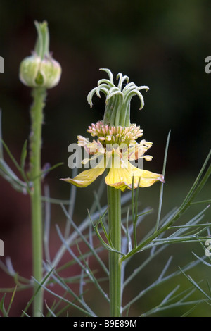 Nigella orientalis, 'Love-In-The-Mist', 'Transformateur' Fleur Banque D'Images