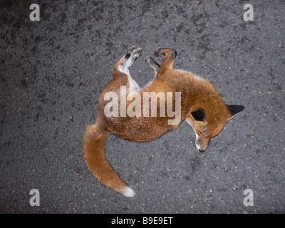 Renard de tuer Road Banque D'Images