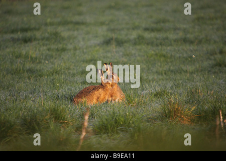 Lièvre brun Lepus europaeus chaumes gisant sur le terrain Banque D'Images