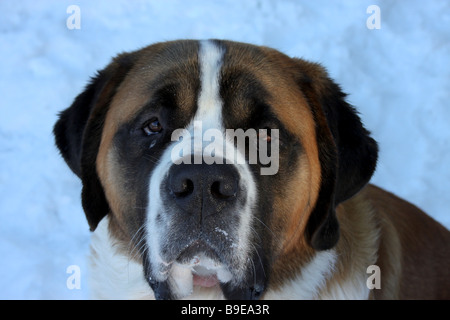 Tête d'un Saint Bernard chien avec un fond de neige Banque D'Images