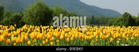 Tulipes jaunes dans un jardin, Indira Gandhi Tulip Garden, Srinagar, Jammu-et-Cachemire, l'Inde Banque D'Images