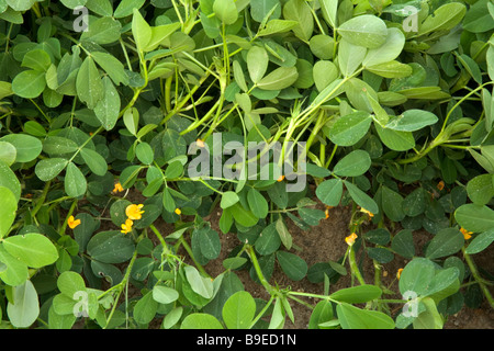 Plantes d'arachide, stade de floraison. Banque D'Images