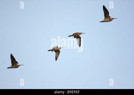 Un troupeau de quatre, Courlis corlieu Numenius phaeopus, en vol contre un ciel bleu pâle Banque D'Images