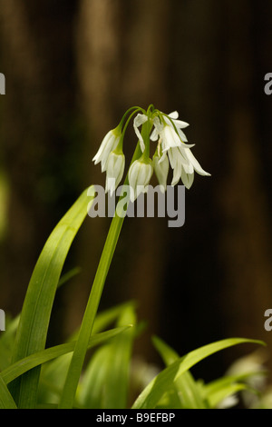 Three-cornered le poireau, Allium triquetrum, en fleurs Banque D'Images